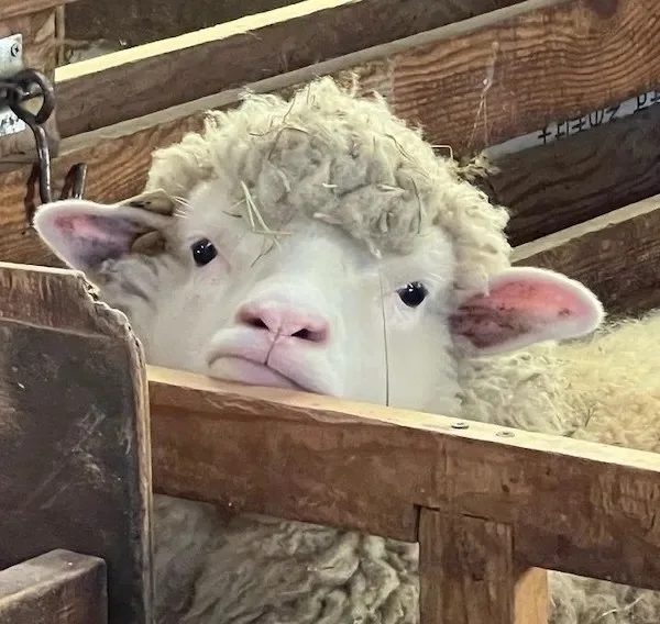 A close-up photo of a fluffy white sheep with hay stuck in its woolly fleece, peeking over a wooden fence. The sheep has a…