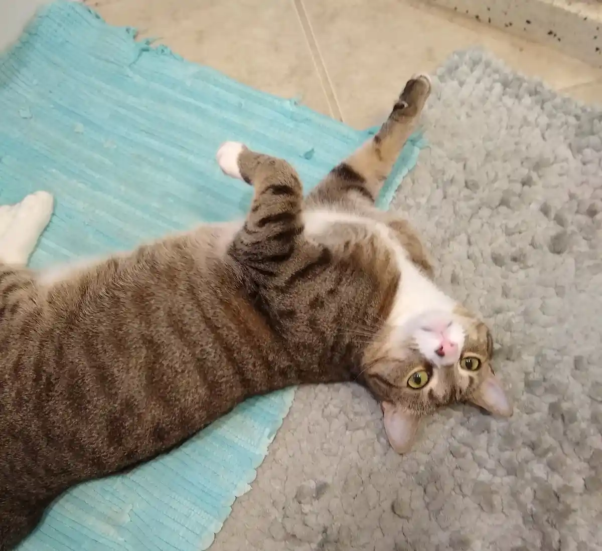A brown tabby cat with white markings lies on its back on a blue textured rug and a grey shaggy rug, paws up, looking…
