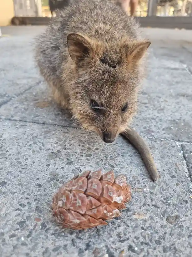 A close-up photo shows a small, furry quokka with a curious expression, leaning over a pinecone on a paved surface. The…