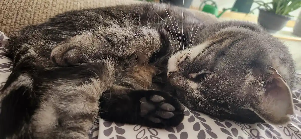 A gray tabby cat is curled up and sleeping soundly on a patterned cushion, its paw resting near its face. The overlaid text…
