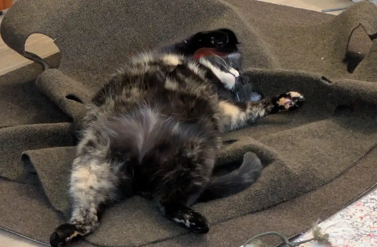 A black and white tabby cat is lying on its back on a brown blanket, exposing its belly and stretching its legs out. Its…