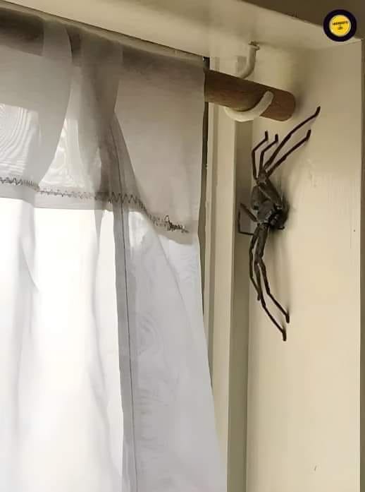 A large, realistic-looking fake spider is mounted on a white wall next to a sheer curtain, with overlaid text reading 'this…