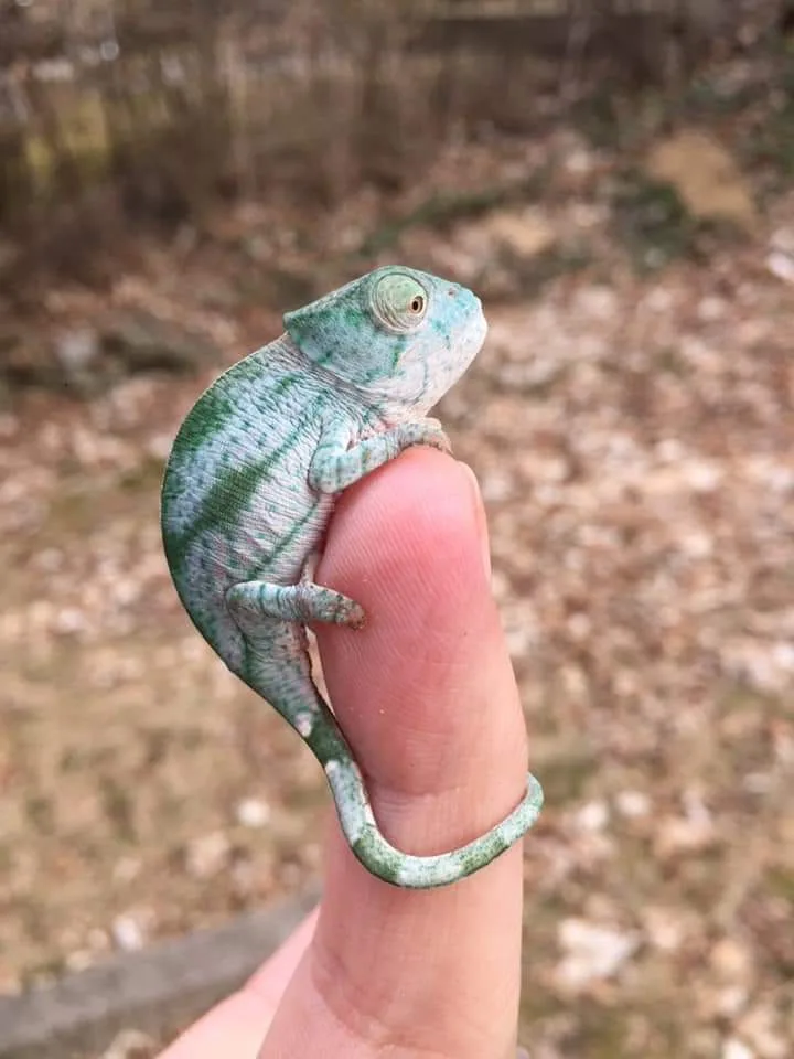 A small, green and white striped chameleon is perched on a person's fingertip, its body curled slightly and tail wrapped…