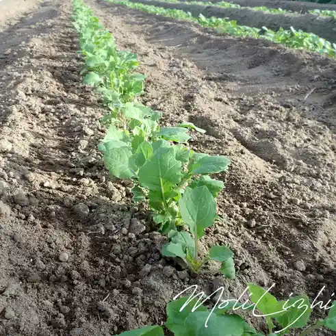 A close-up photo of a row of young green leafy plants growing in tilled brown soil, with the cursive text 'Moli Lizhi'…