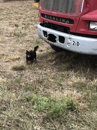 A small black and tan dog stands in dry grass facing the camera, positioned in front of the front bumper of a large red…