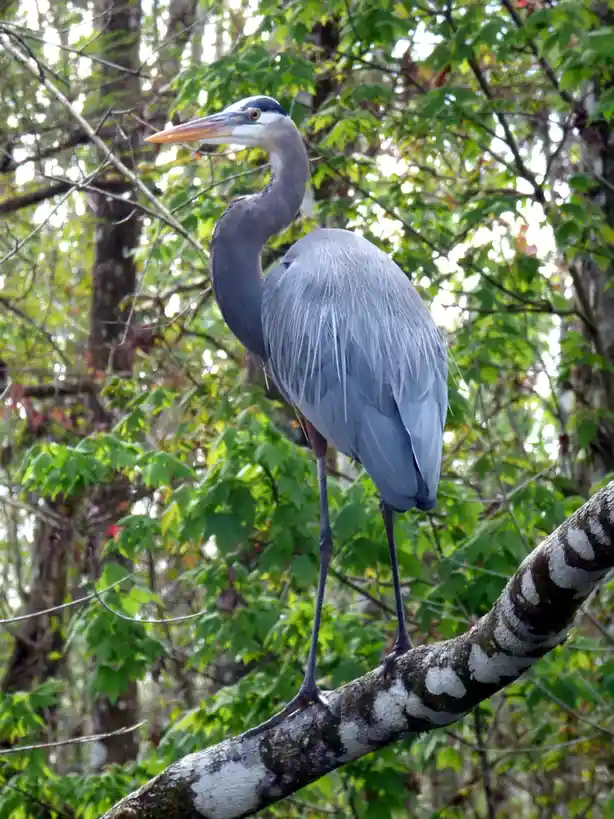 Escape the Winter Blues with the Florida Everglades [OC]