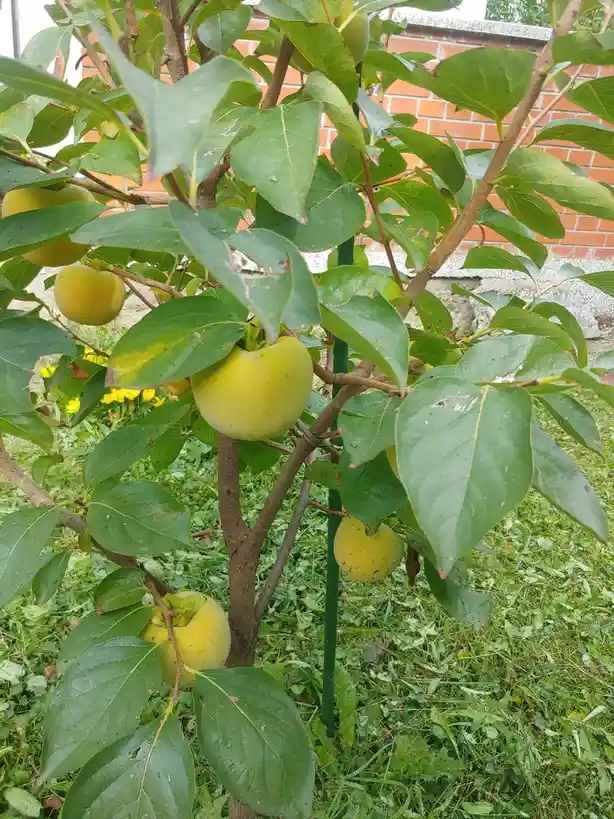 A Glimpse into My Garden Paradise