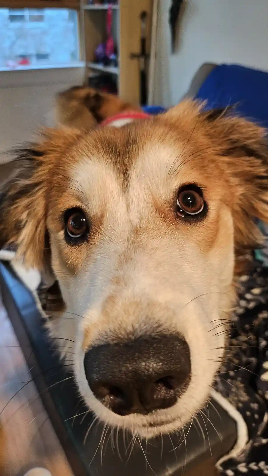 A close-up photo of a brown and white dog with large, expressive brown eyes staring directly at the camera, its nose almost…