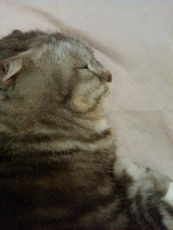 A nostalgic look back at my beloved old cat
