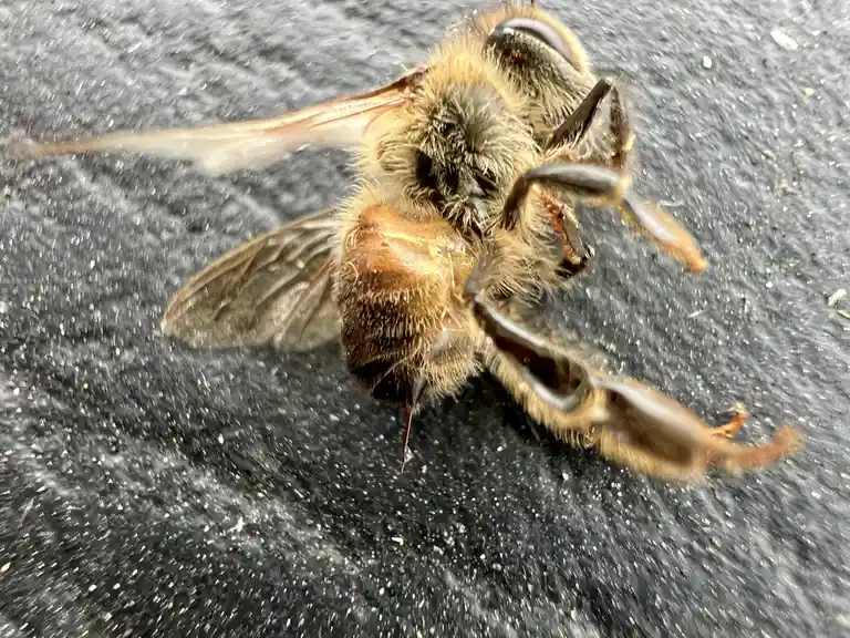 A close-up photo shows a bee lying on its back on a dark, textured surface, appearing lifeless with its legs curled up. The…