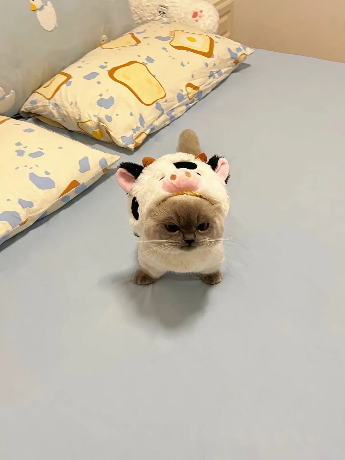 A fluffy cat wearing a cow-themed plush costume stands on a bed with light blue sheets and pillows decorated with toast and…