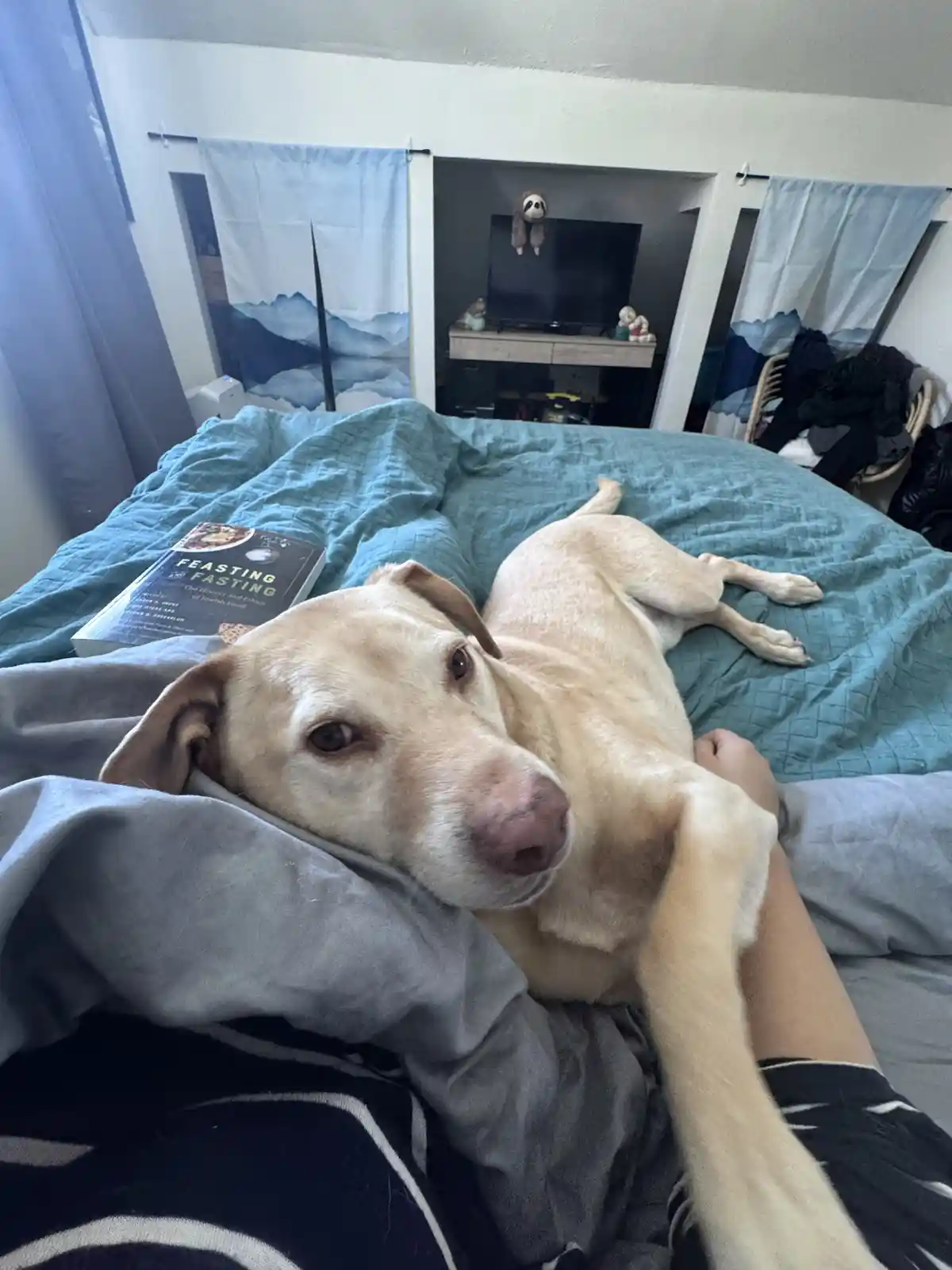 A light-colored dog lies on a bed with a teal blanket, resting its head on a gray pillow while a person's arm pets it. A…