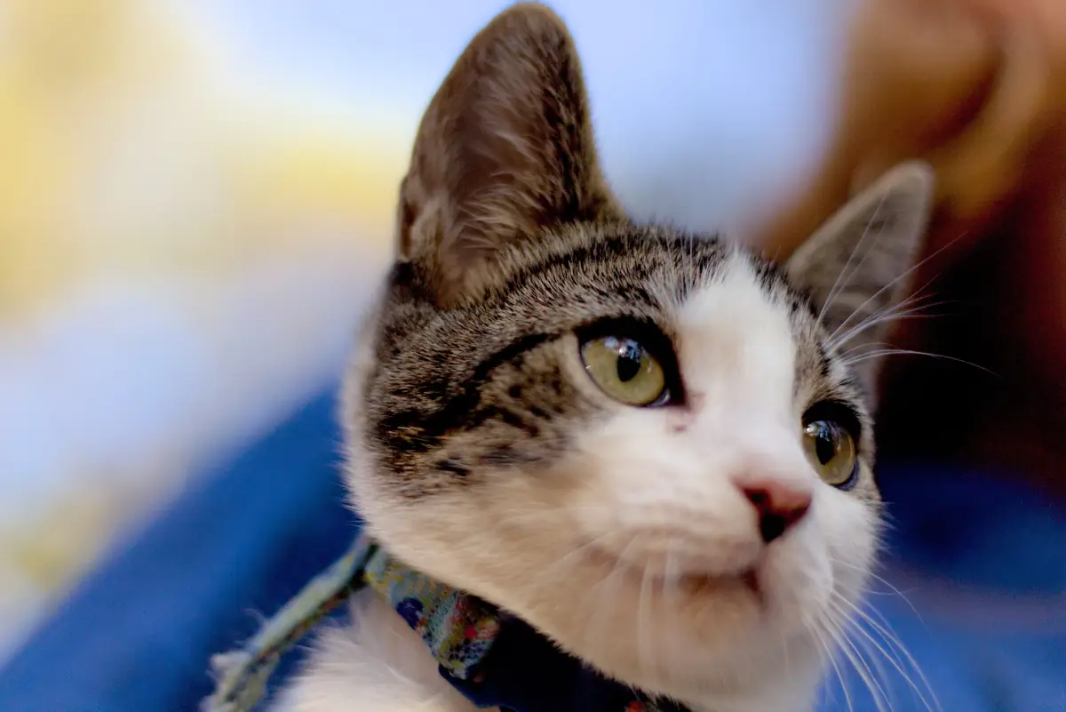 A close-up photo of a tabby and white cat with green eyes looking off to the side, wearing a patterned collar. The cat's…