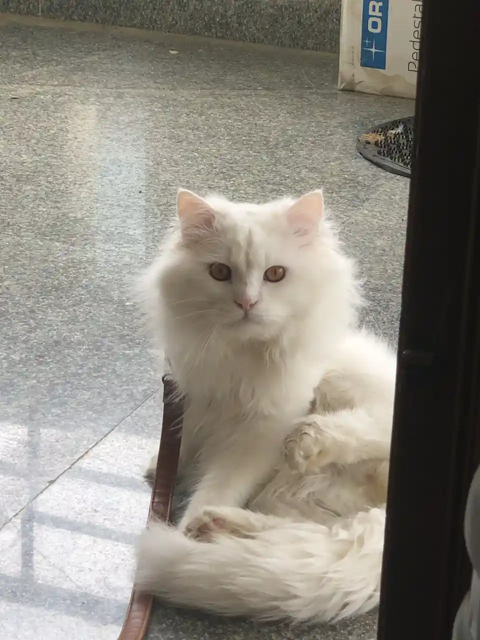 A fluffy white cat with amber eyes sits on a speckled gray floor, looking directly at the camera with a slightly unimpressed…