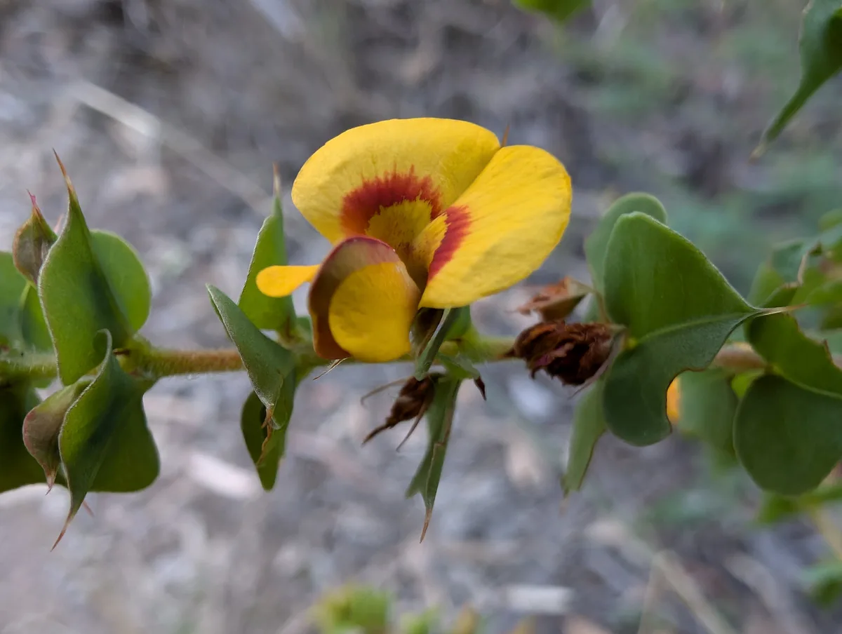 A close-up photograph of a yellow flower with red markings at its center, surrounded by green leaves and stems, set against…