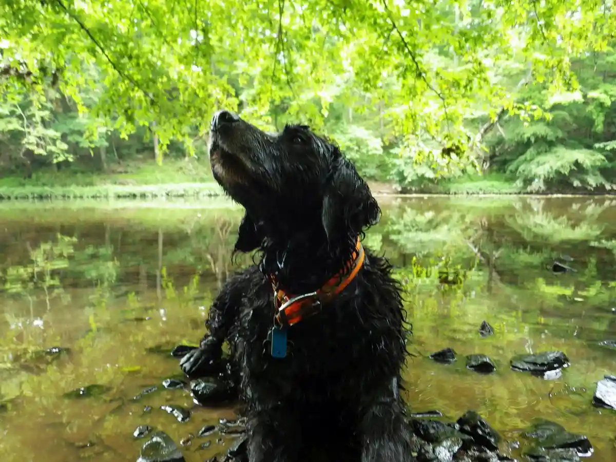 A black, wet dog with curly fur sits in shallow water surrounded by rocks and green foliage, looking upward with its head…