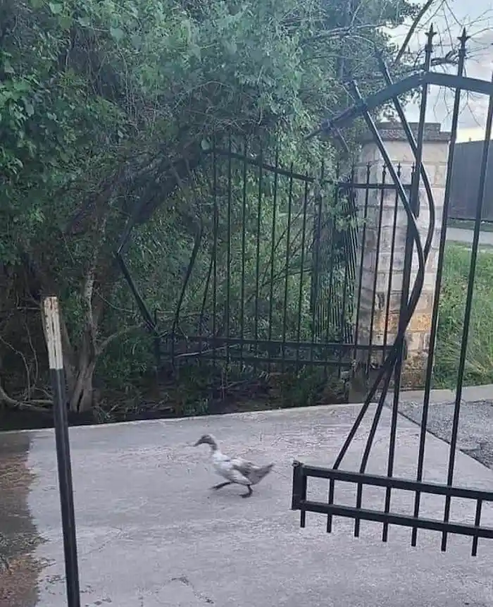 A duck is walking on a concrete path toward a black metal gate, with green foliage and a stone pillar visible in the…