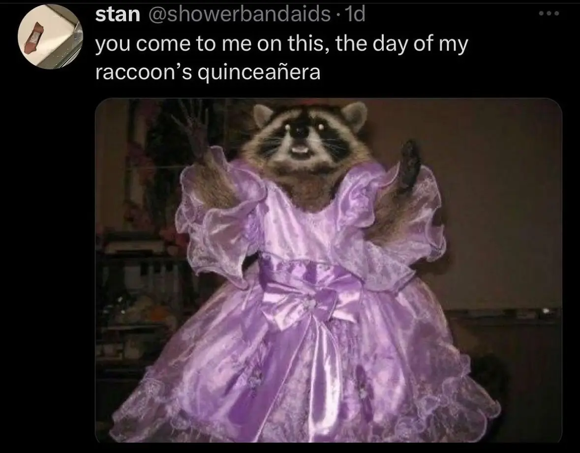 A raccoon wearing a large, shiny purple dress with ruffles and a bow, posing with its arms raised. The overlaid text reads…