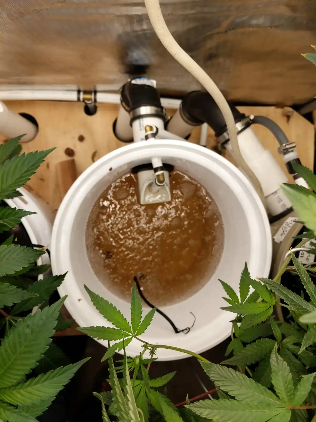A top-down view of a white bucket filled with murky brown water, surrounded by green cannabis plants and connected to white…