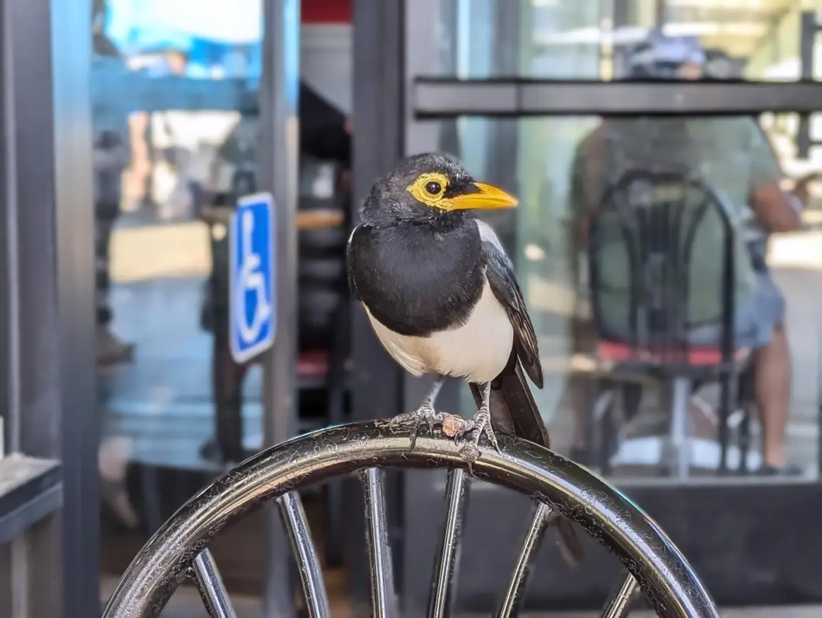 A black-and-white bird with a yellow beak and eye-ring perches on a metal chair back outside a building. Behind it, a blue…