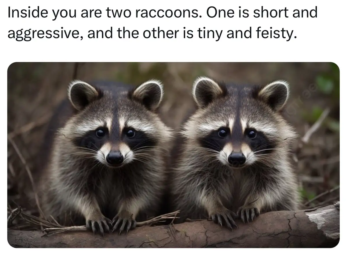 Two raccoons are pictured side-by-side, looking directly at the camera with their characteristic black mask and fluffy fur…