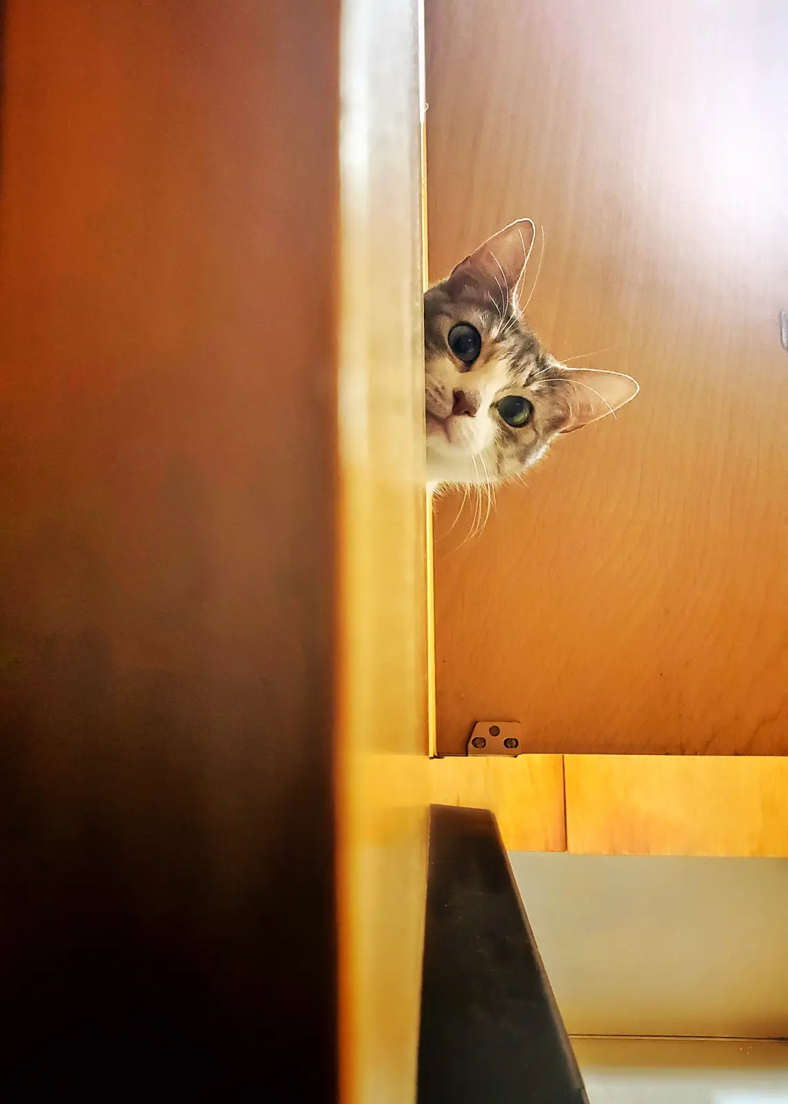 Two Cats, a Mess, and a Dog: The Wi-Fi Crisis Explained