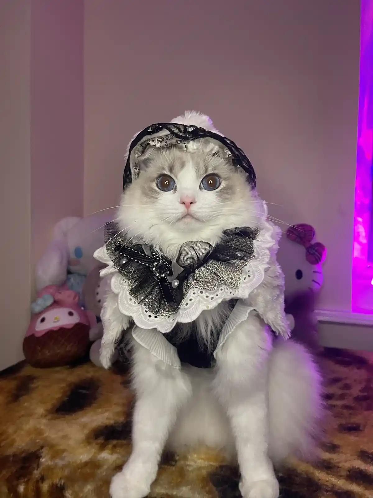 A fluffy white cat with striking blue eyes sits upright wearing an elaborate black and white lace outfit with a large bow…