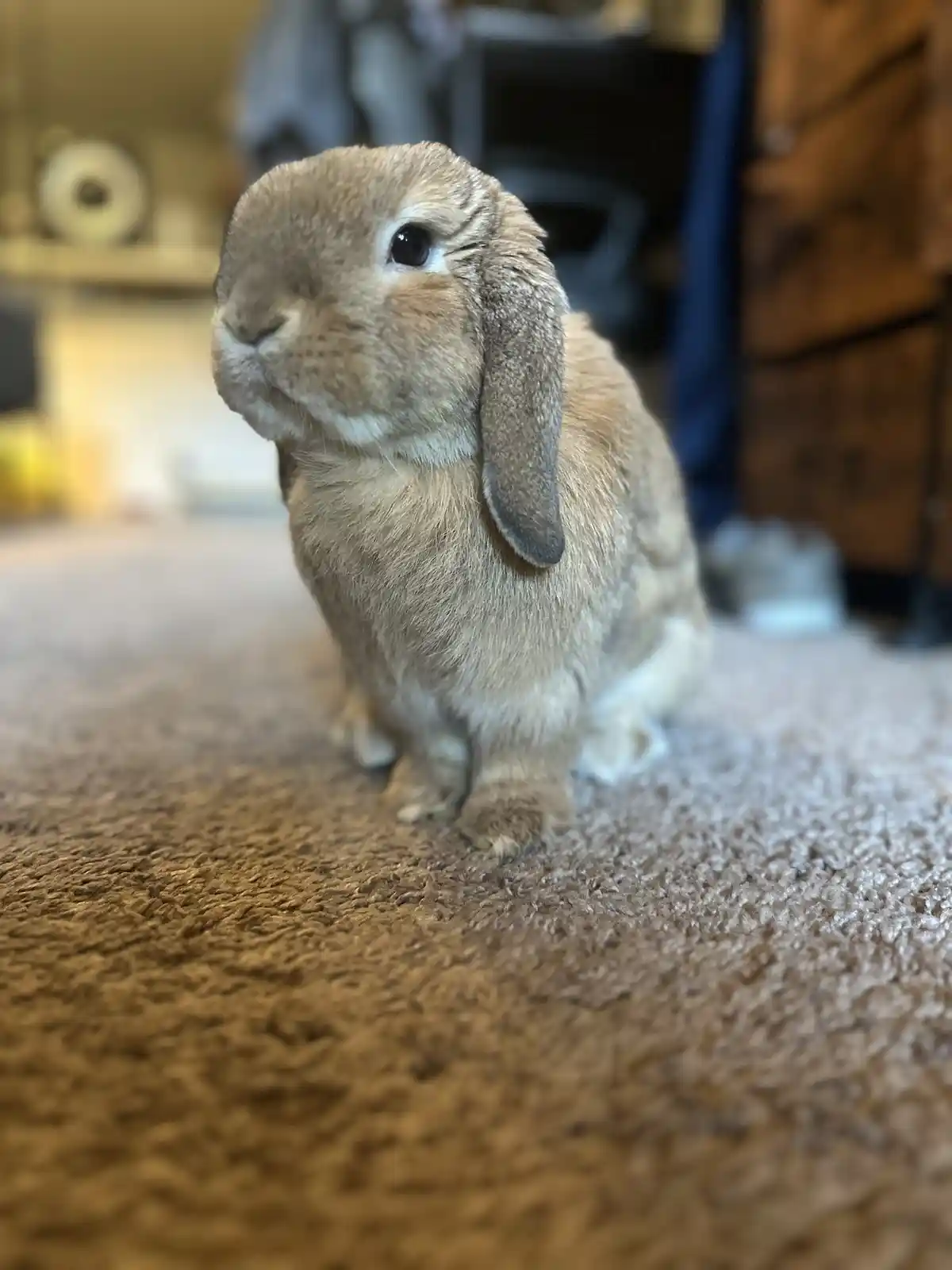 A close-up photo of a light brown lop-eared rabbit sitting upright on a textured brown carpet, looking slightly to the side…