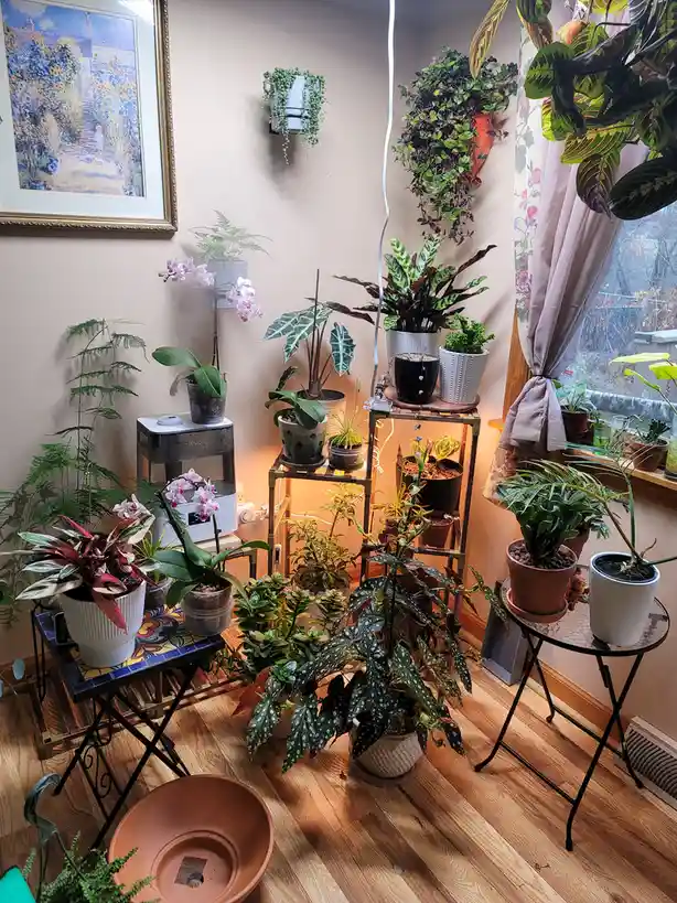A room is densely packed with numerous potted houseplants of various sizes and types, arranged on shelves, tables, and…