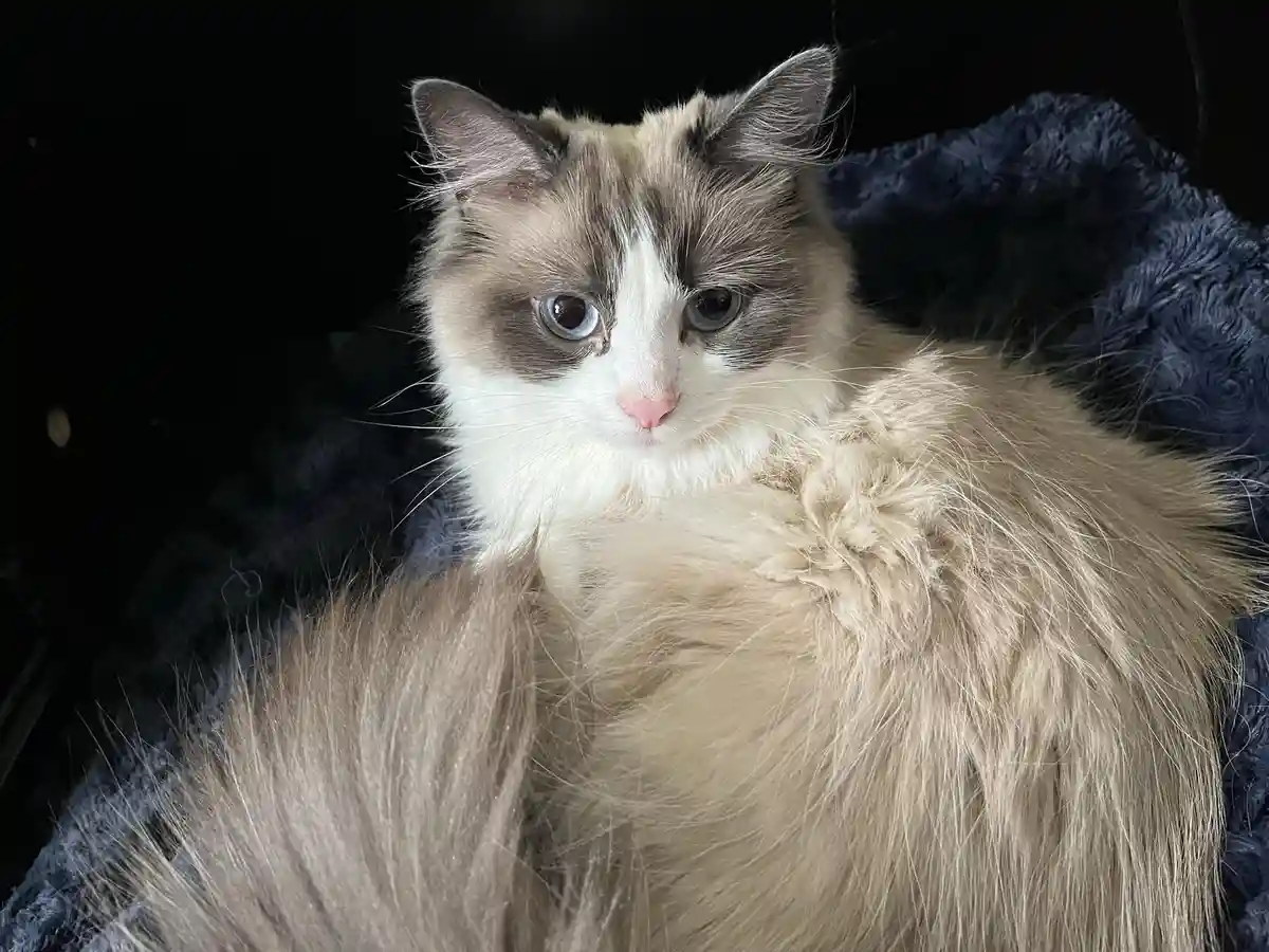 A fluffy, long-haired cat with blue eyes and a white face is lying on a dark blue, textured blanket. The cat has a serious…