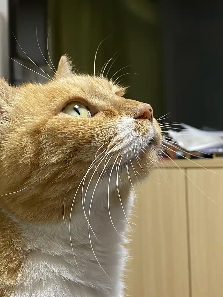 A close-up of an orange and white cat looking upward with a weary, slightly disdainful expression. The cat's green eye is…
