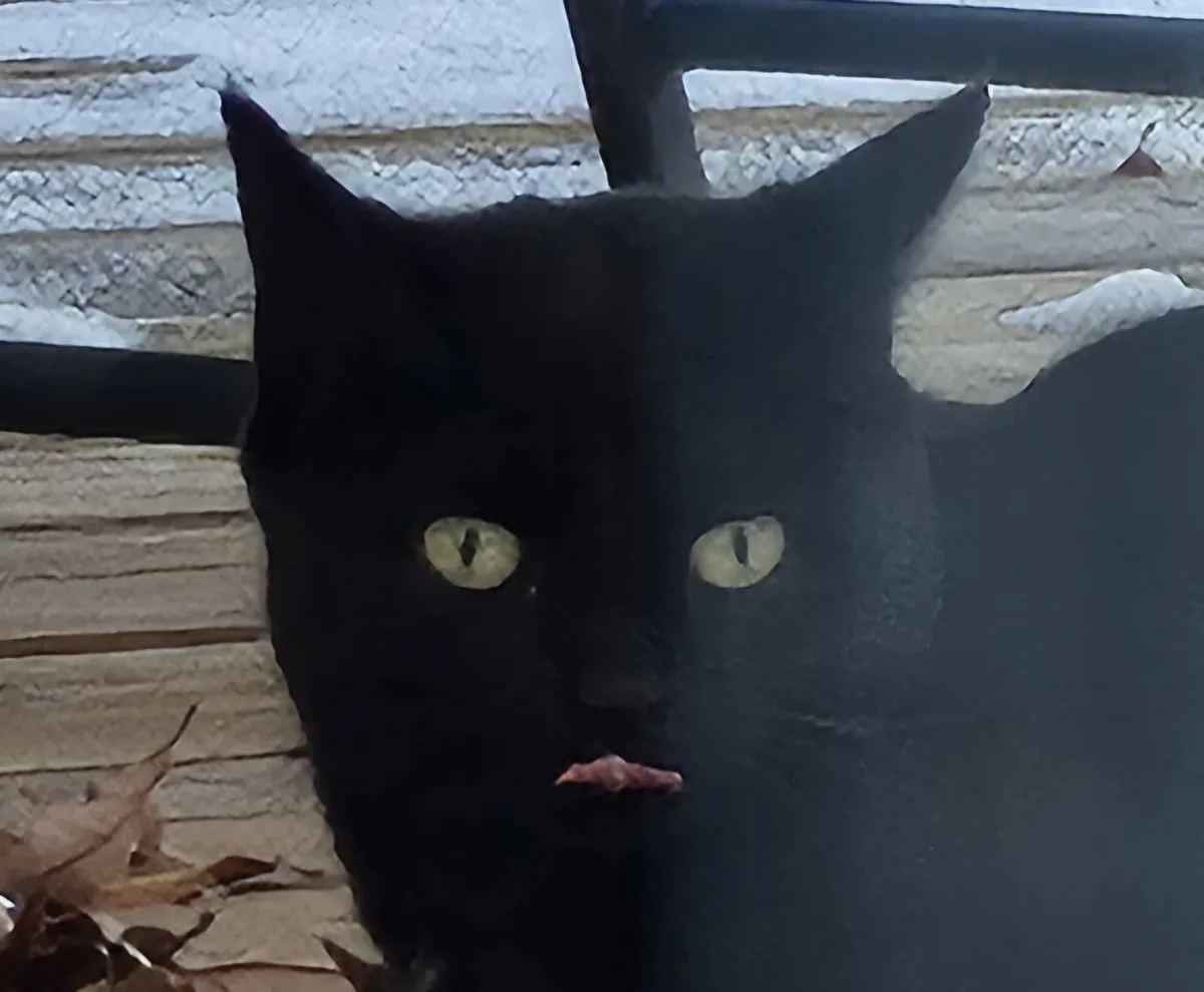 A close-up photo of a black cat with wide, pale green eyes staring directly at the camera, its mouth slightly open holding a…