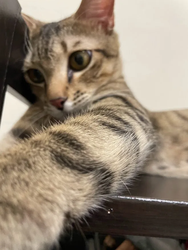 A close-up photo of a tabby cat with wide, expressive eyes and a tear visible on its cheek, looking directly at the camera…