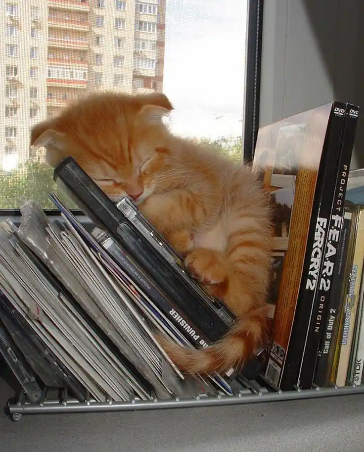 A fluffy orange kitten is curled up and sleeping soundly inside a metal rack filled with DVDs and video games, with a window…