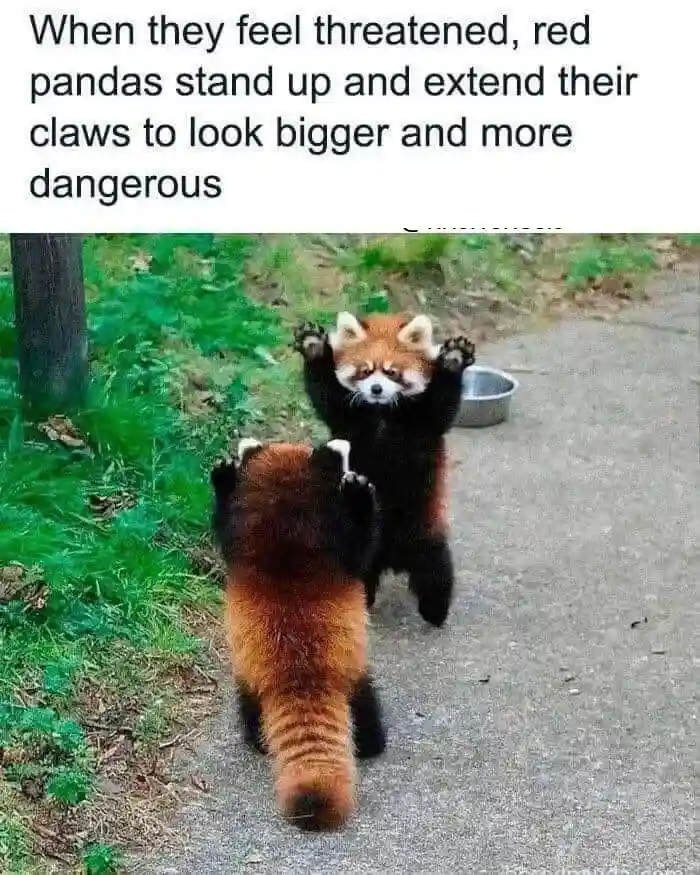 Two red pandas are shown on a paved path next to grass; one faces the camera with its paws raised and claws extended, while…