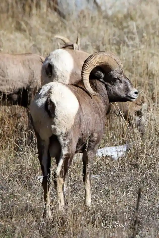 Majestic Bighorn Sheep in Action