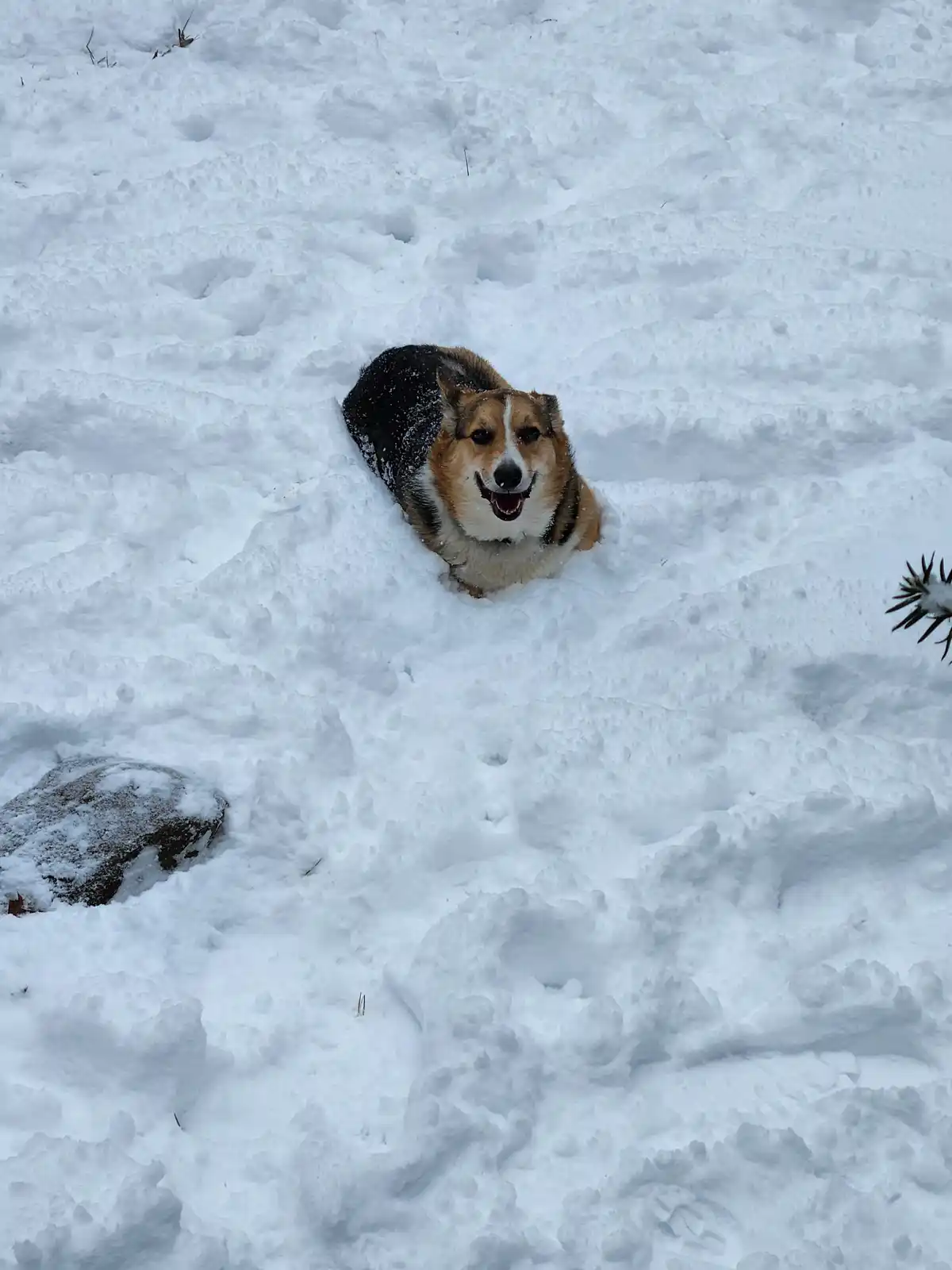 A tricolor corgi dog is partially buried in deep, textured snow, looking up with an open mouth and happy expression. The…