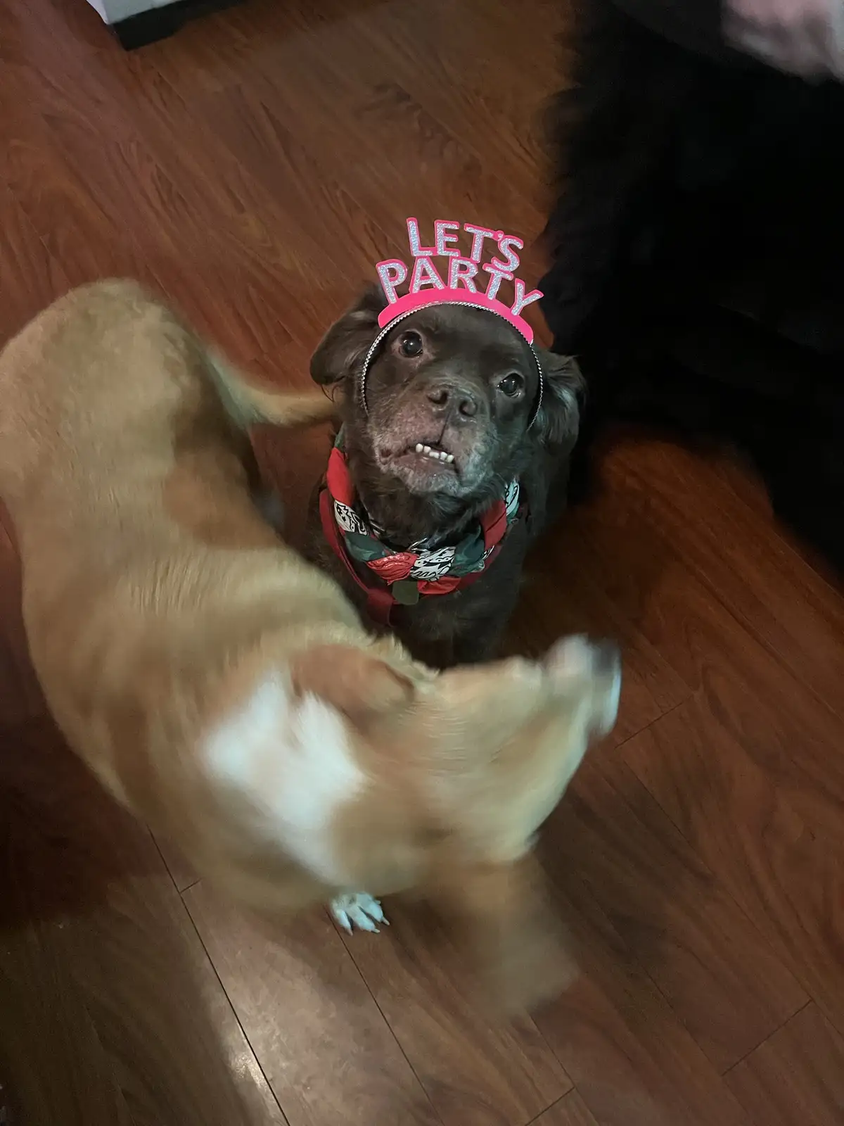 A dark brown dog wearing a pink 'LET'S PARTY' headband and a patterned bandana sits still on a wooden floor, looking up with…
