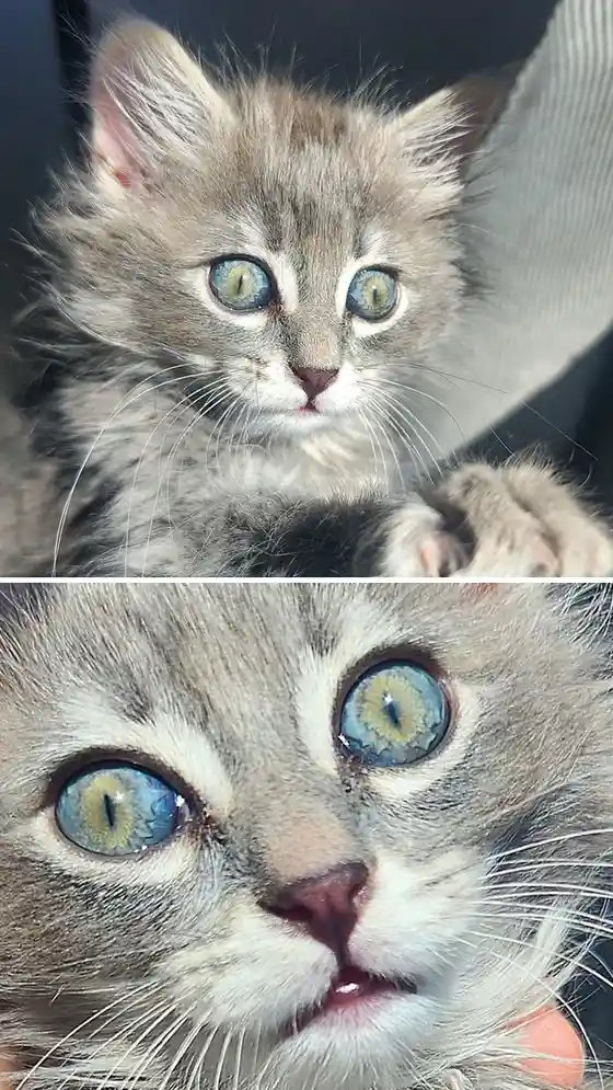 The image shows a split-screen of a fluffy gray kitten. The top panel shows the kitten looking directly at the camera with…