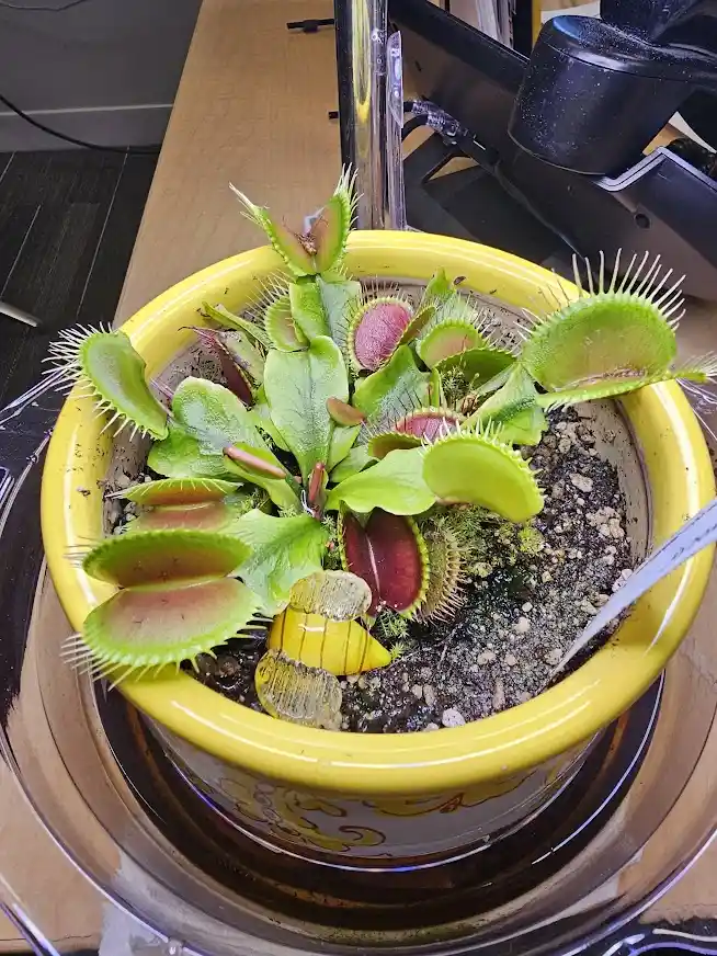 A close-up photo shows a Venus flytrap plant in a yellow pot, with one of its traps visibly closed around a small, yellow…