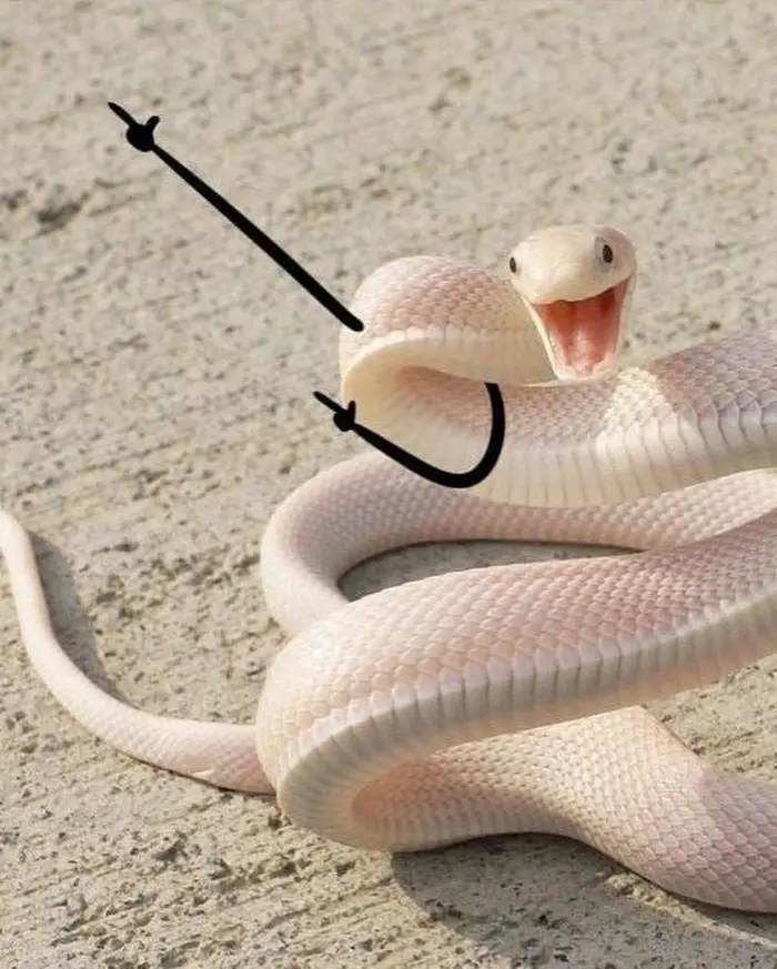A pale, coiled snake with its mouth open, has a large black fishing hook drawn over its head and neck, visually implying…