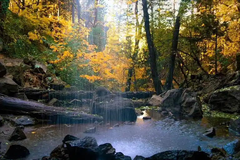 A serene autumn forest scene with golden-yellow leaves on trees, sunlight filtering through, and a small stream with rocks…