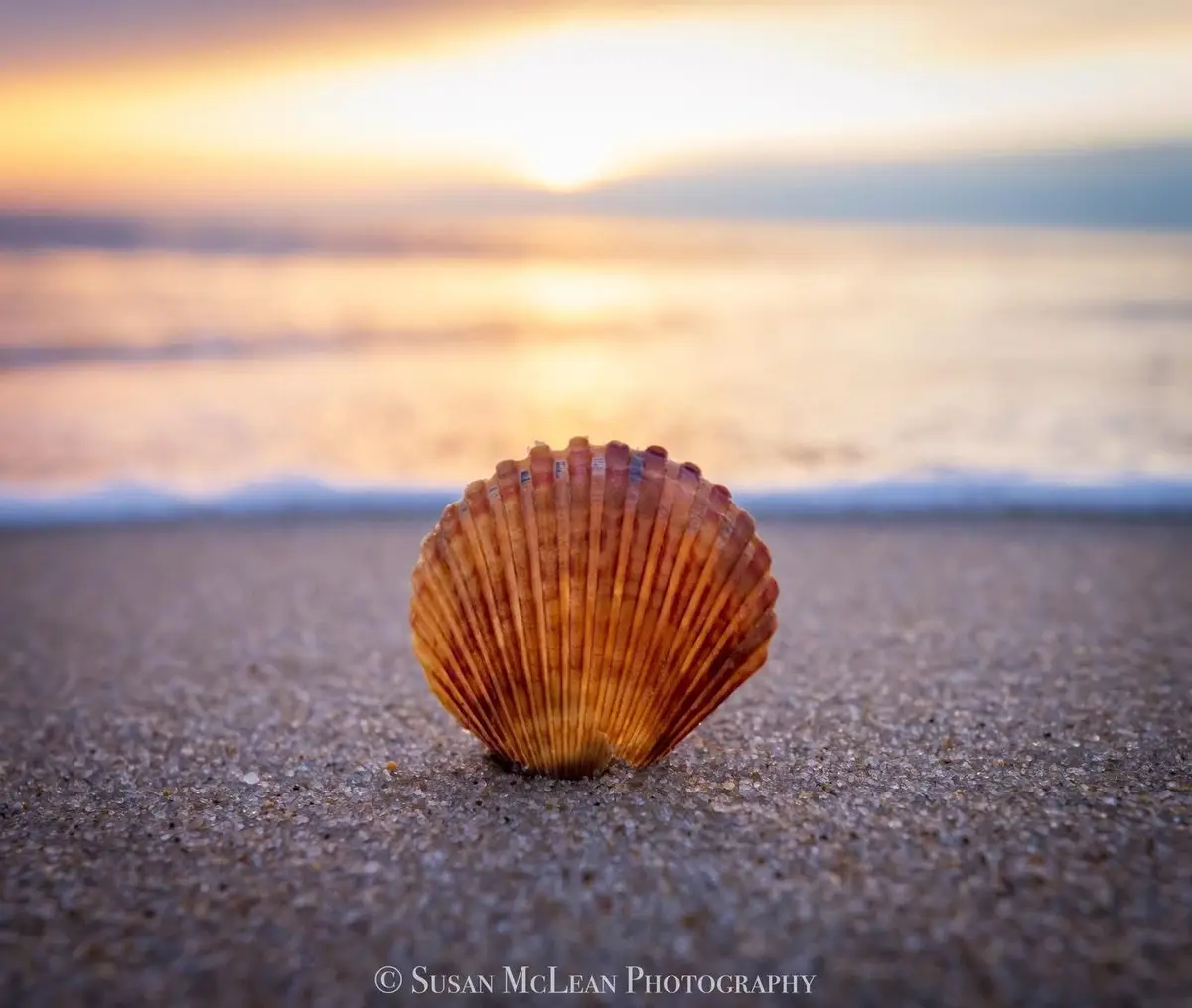 A single, orange-brown scallop shell sits upright in wet sand on a beach at sunset, with the sun low on the horizon and…