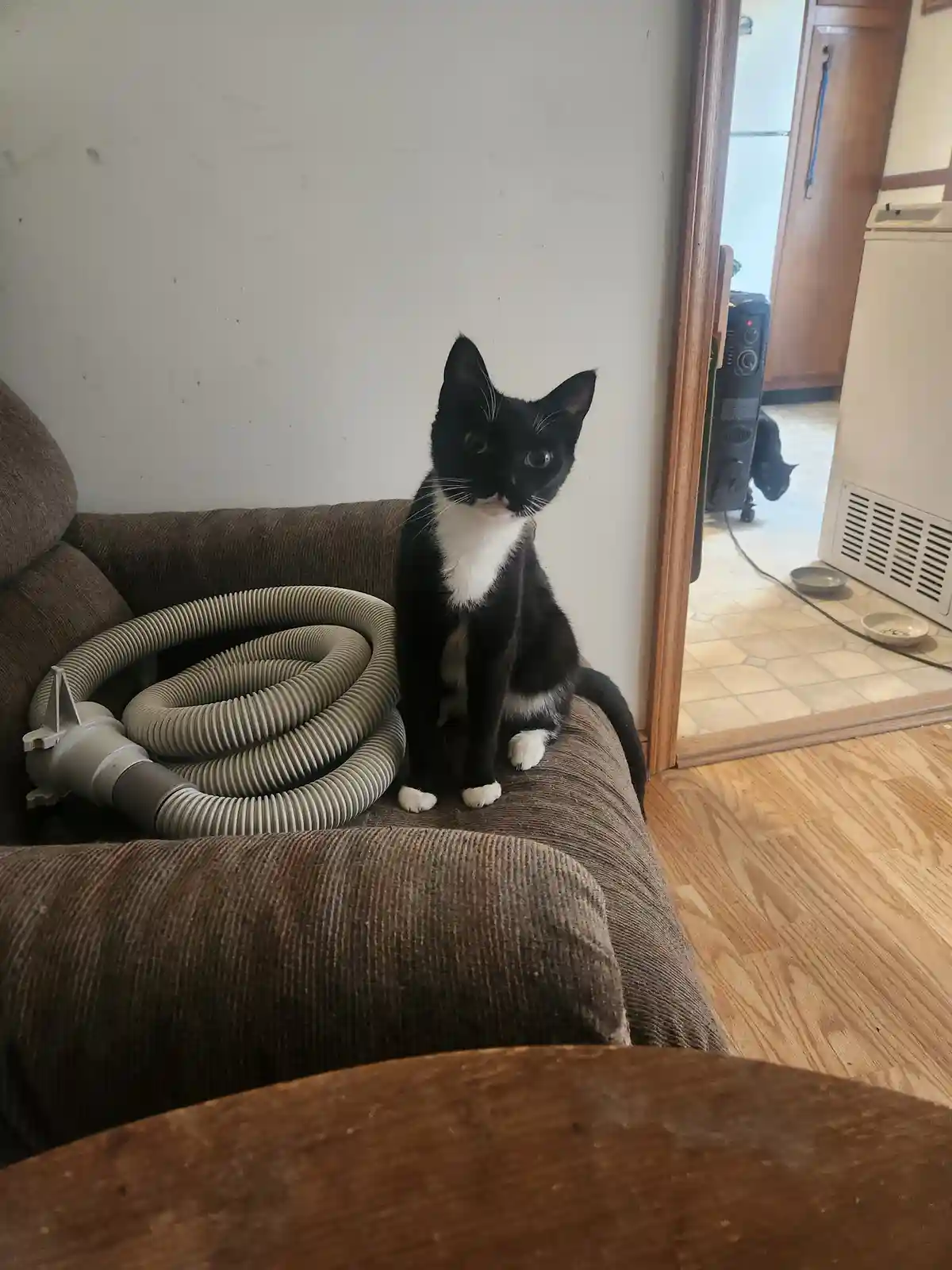 A black and white cat sits upright on a brown corduroy couch next to a coiled vacuum cleaner hose, looking directly at the…
