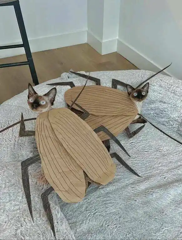 Two Siamese cats are wearing oversized cardboard cockroach costumes with long black legs and wings, sitting on a gray…