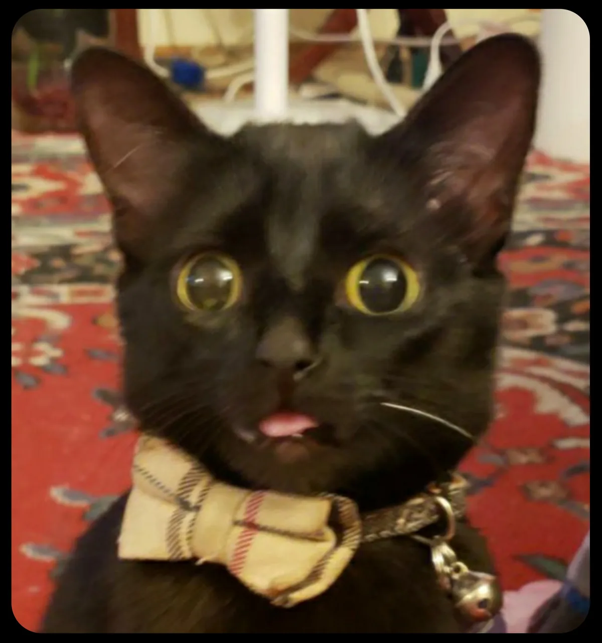 A close-up photo of a black cat with wide, startled yellow eyes and its tongue slightly sticking out, wearing a beige plaid…