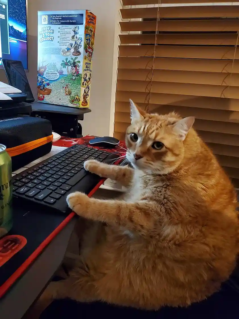 An orange tabby cat sits on a desk with its paws resting on a keyboard, looking directly at the camera with a relaxed…