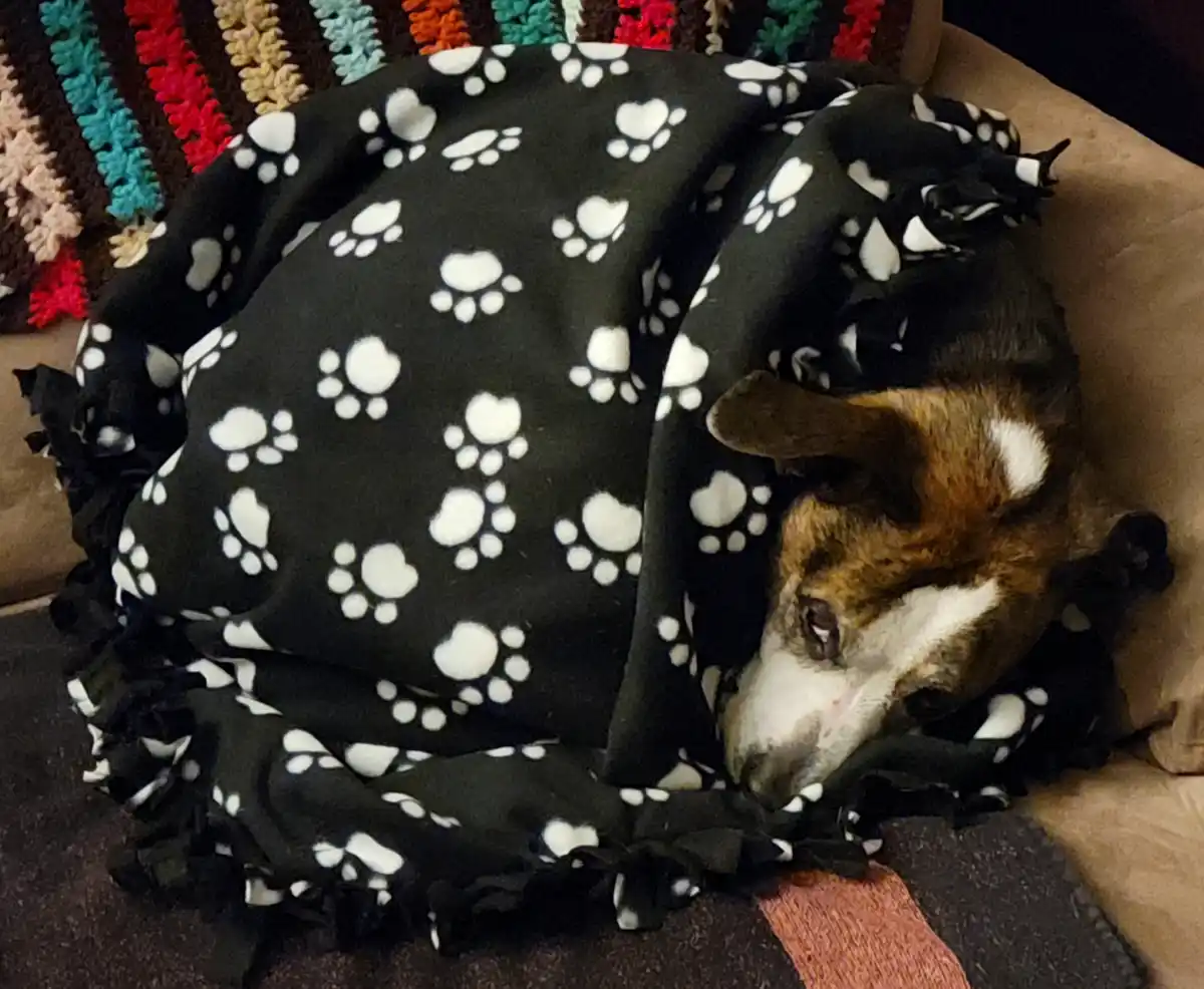 A brown and white dog is mostly covered by a black fleece blanket with white paw prints, peeking out from under it with a…