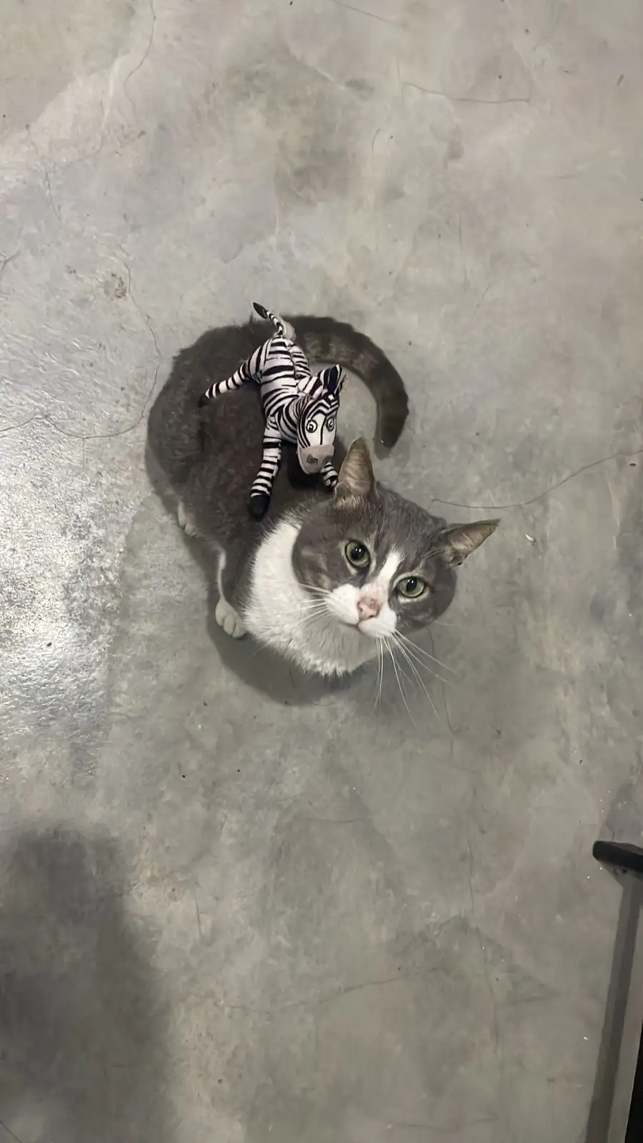 Meet the Adorable Cat and His Zebra Twin!