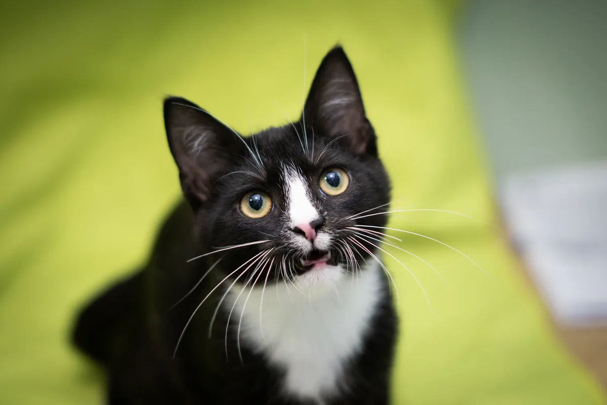 A close-up photo of a black and white cat with wide, surprised yellow eyes and an open mouth, looking directly at the camera…
